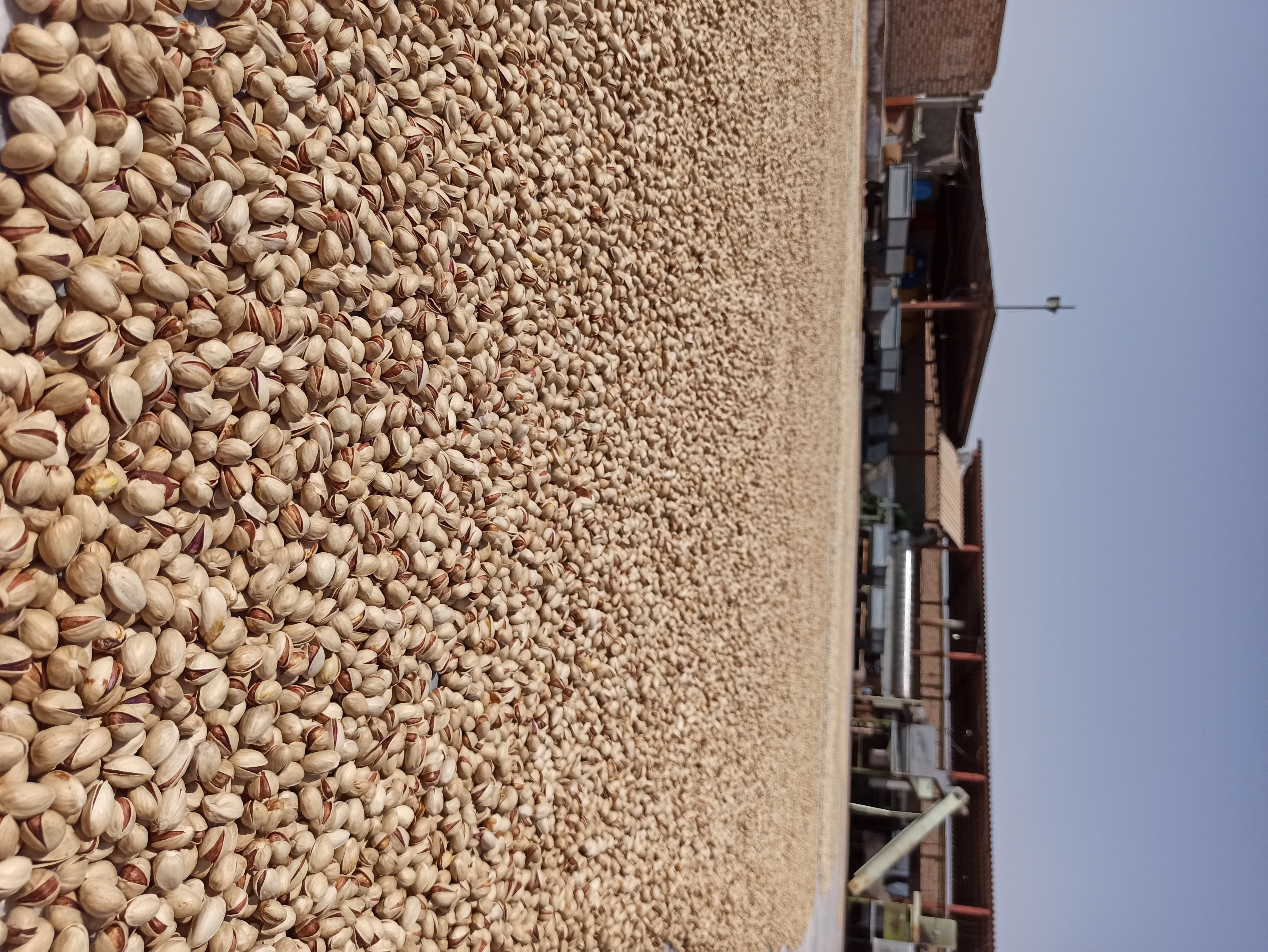 Export of pistachios